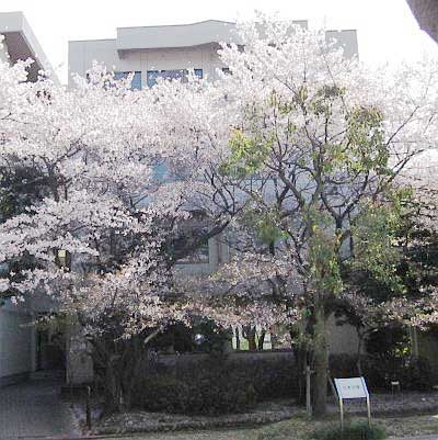 写真：日本学棟