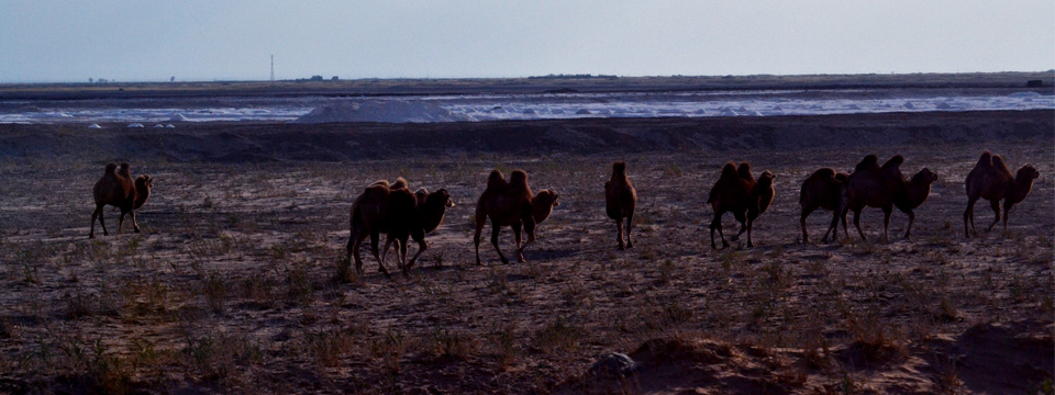塩池と駱駝の群れ（中国甘粛省）